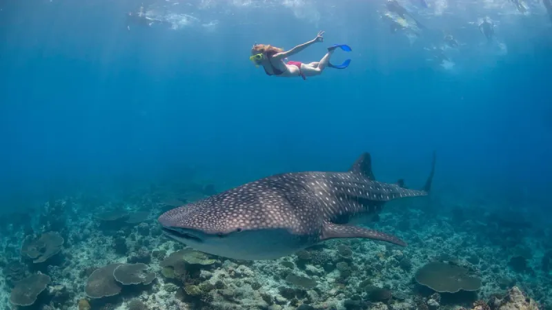 Maldives, Ari Atoll