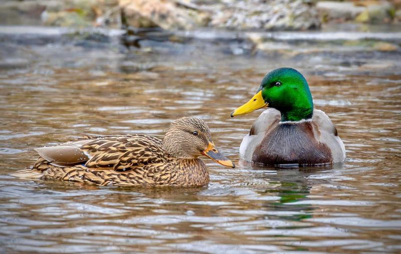 Mallard Duck