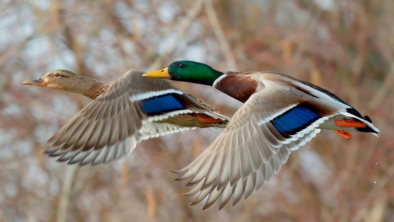Mallard
