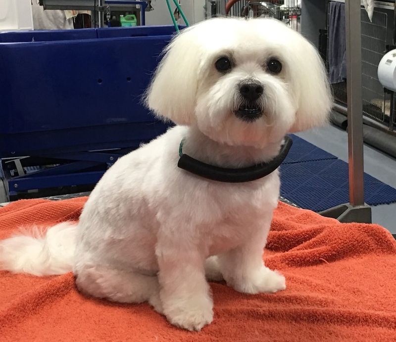 Maltese