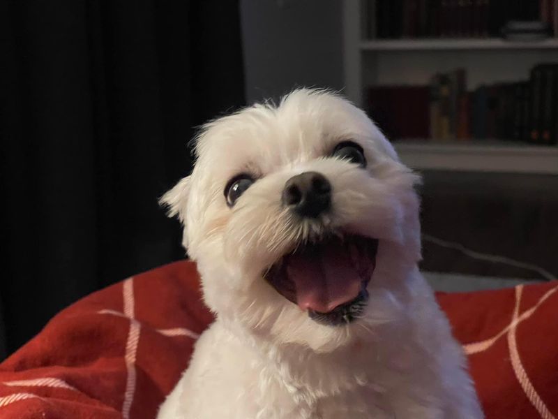 Maltese