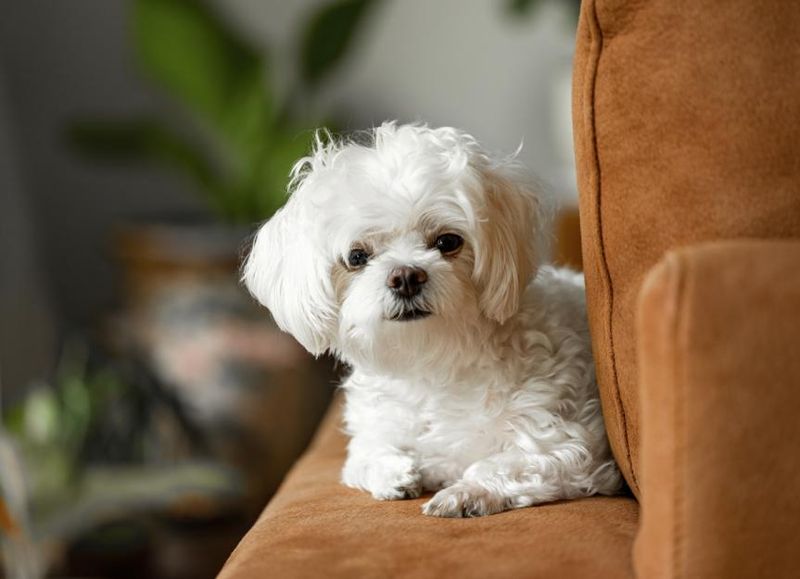 Maltese