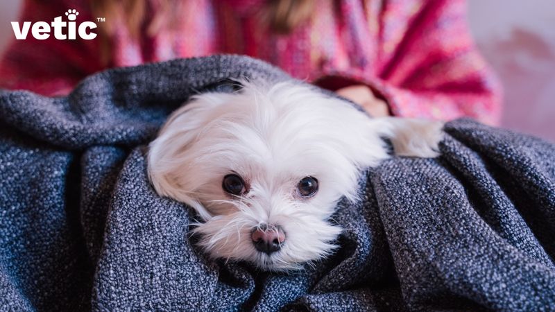 Maltese