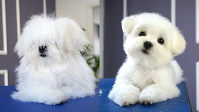 Maltese