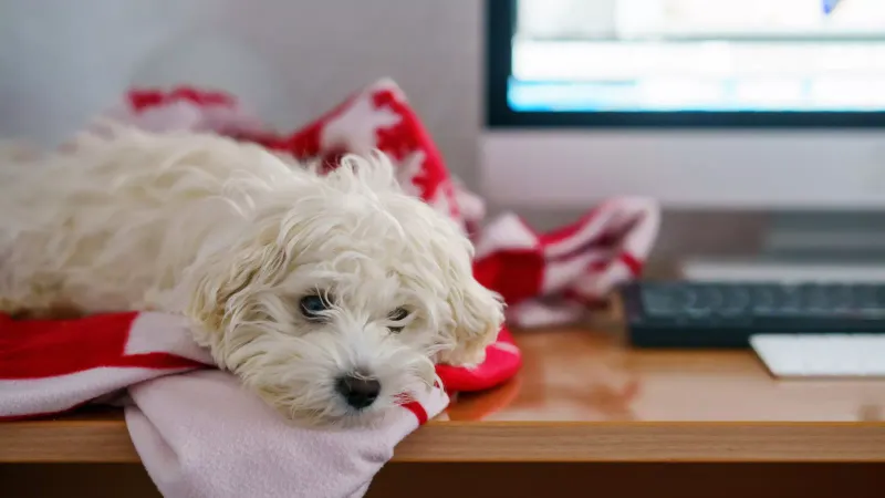 Maltese