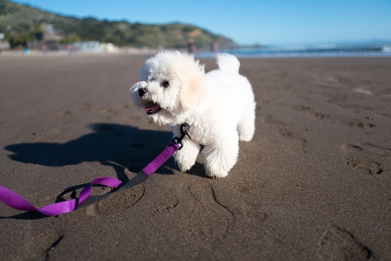 Maltese