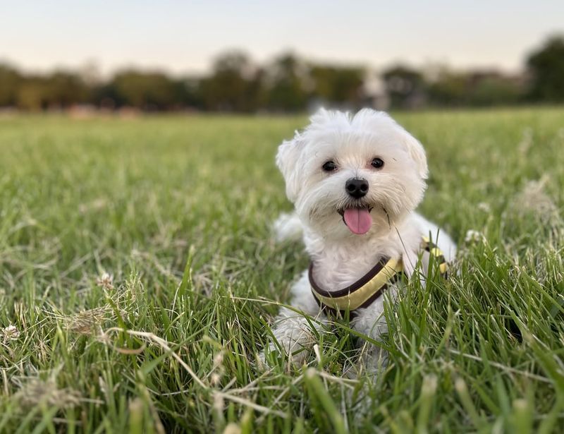 Maltese