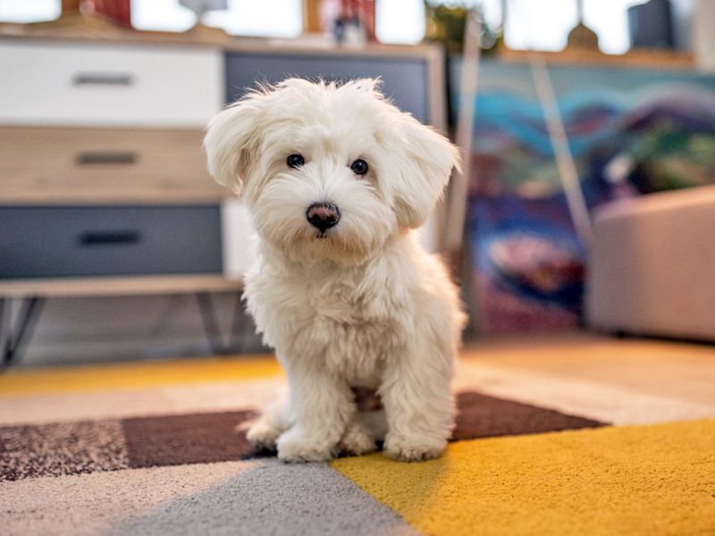 Maltese