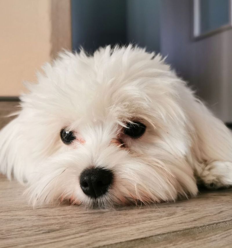 Maltese