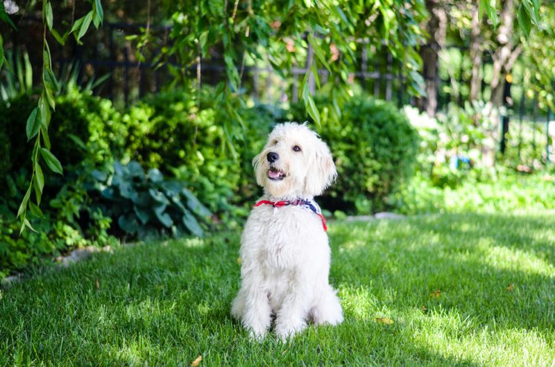 Maltese