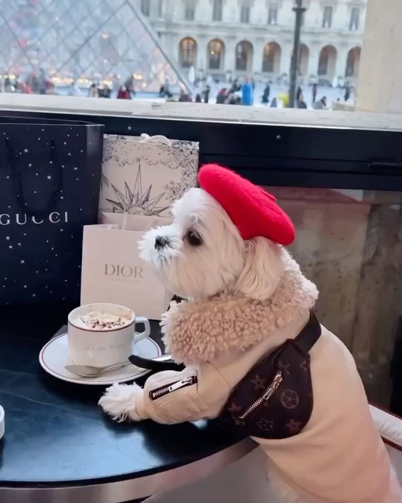 Maltese