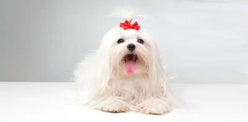 Maltese