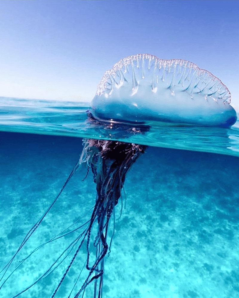Man-of-War Jellyfish