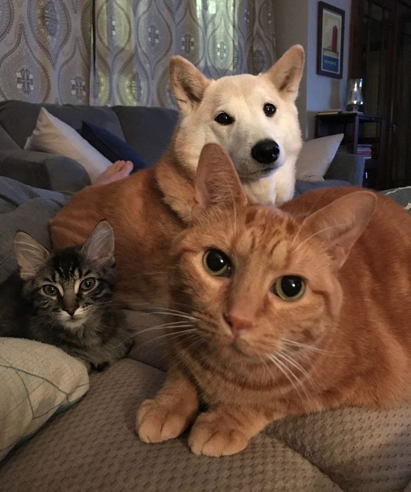 Managing Multiple Pets