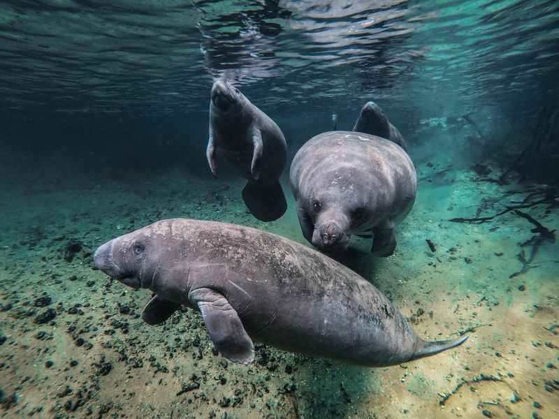 Manatee