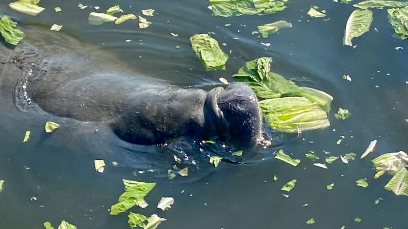 Manatee