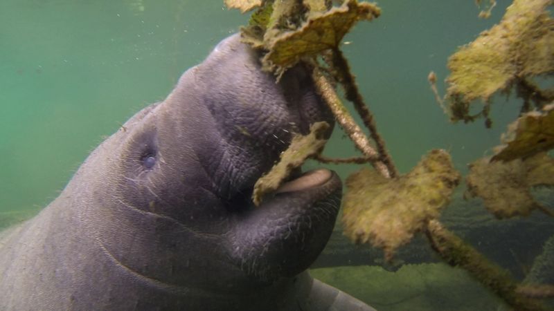 Manatee
