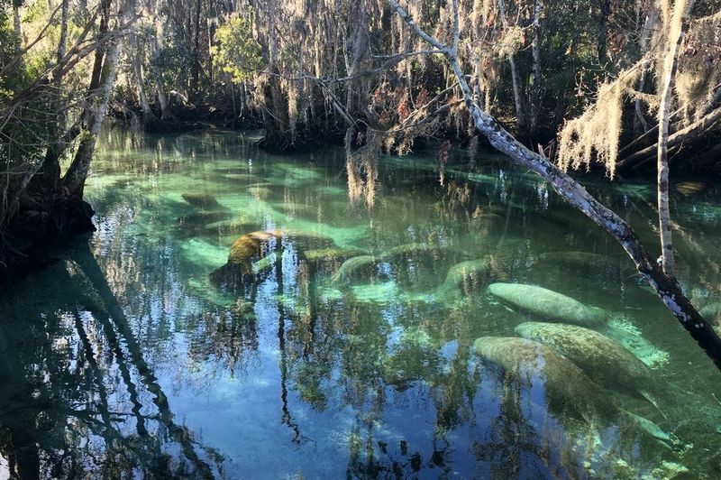 Manatee Migration in Florida