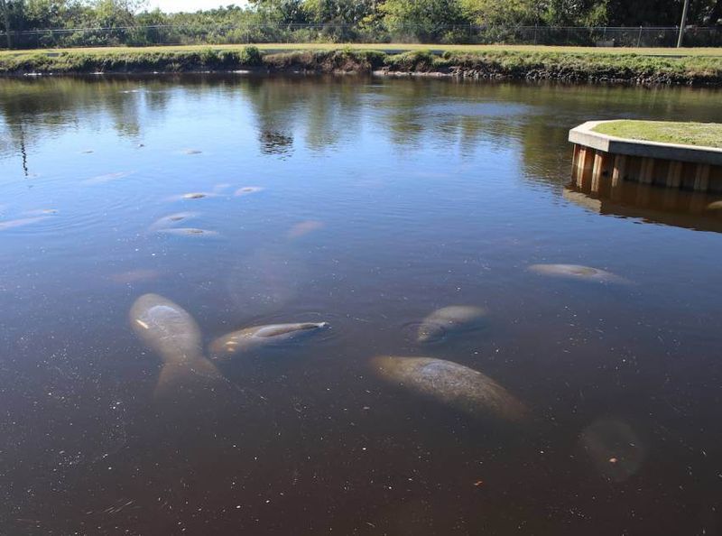 Manatee Park in Fort Myers