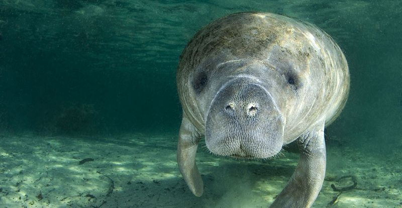 Manatee