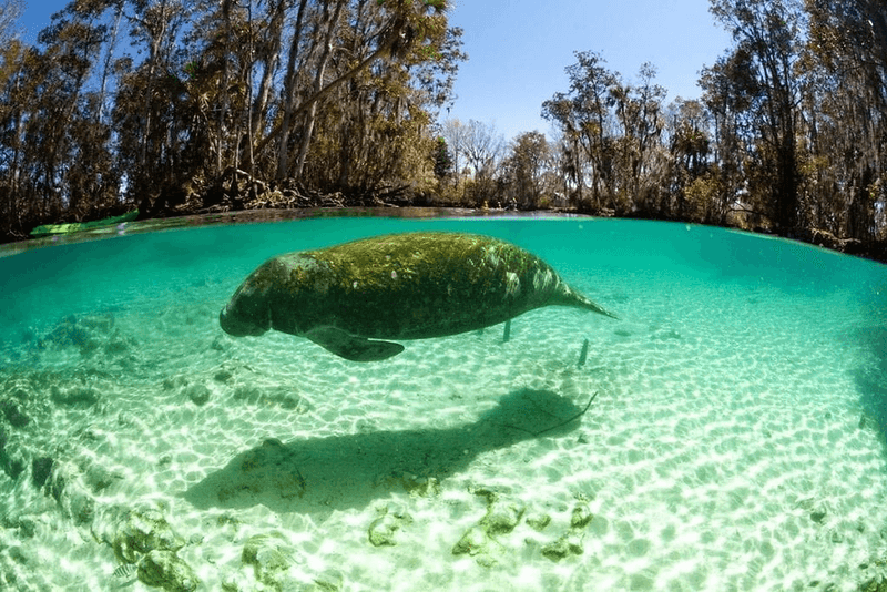 Manatee
