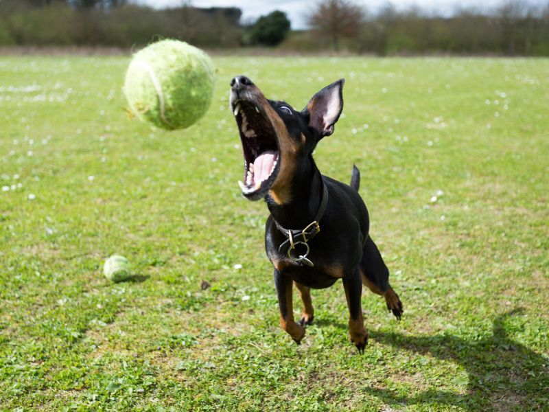 Manchester Terrier