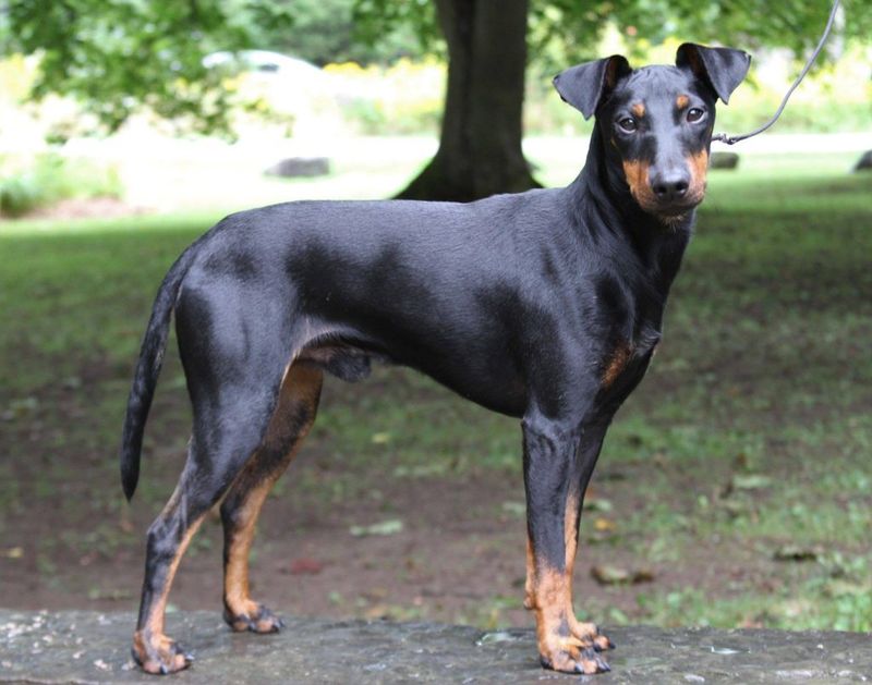 Manchester Terrier