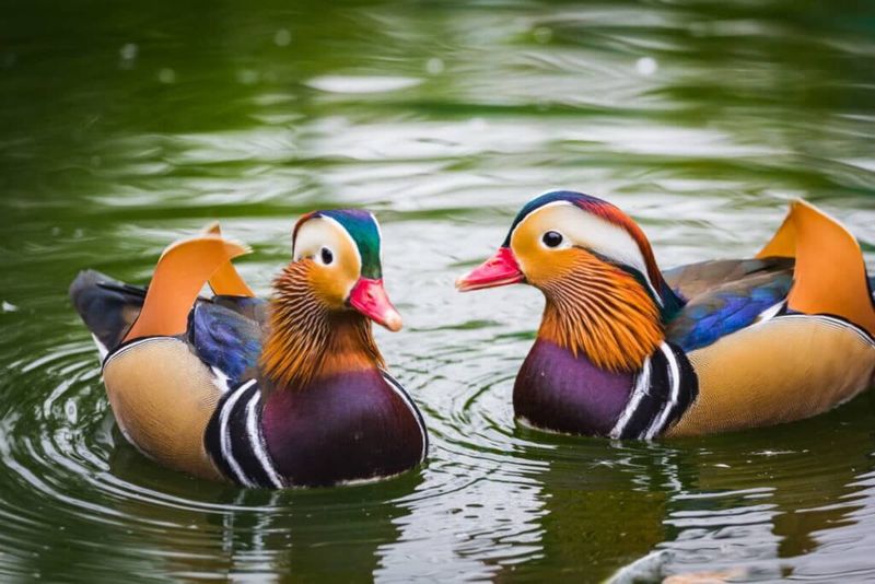 Mandarin Duck