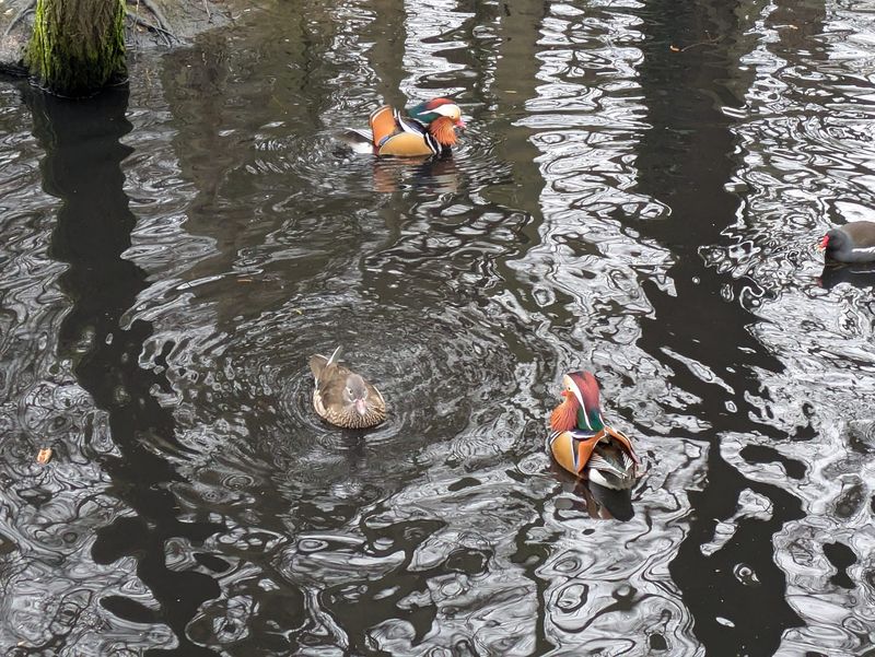 Mandarin Duck