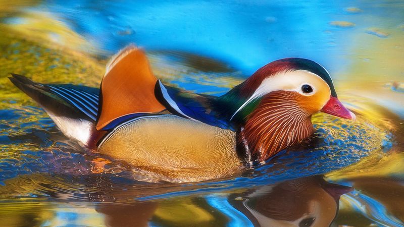 Mandarin Duck