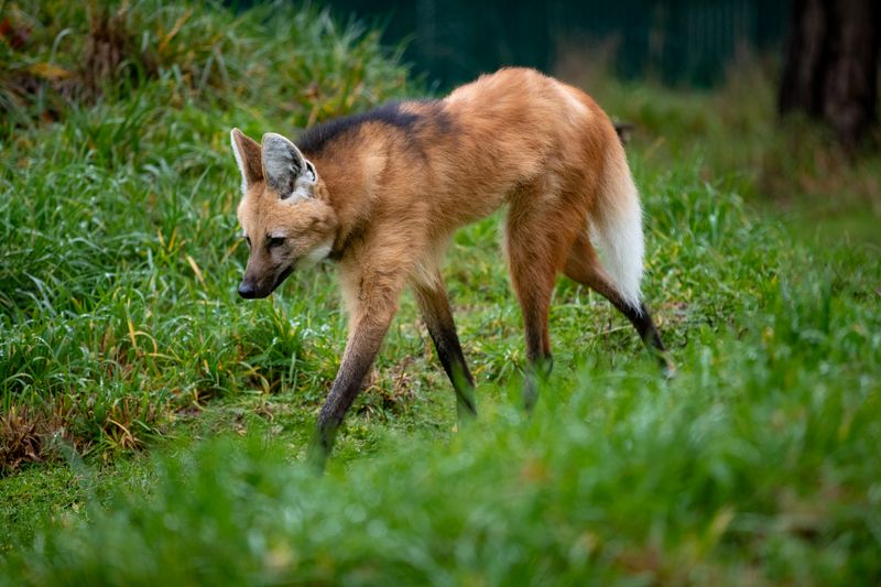 Maned Wolf