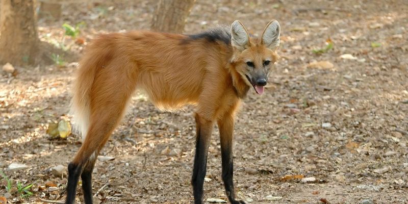 Maned Wolf