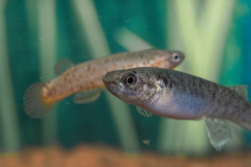 Mangrove Rivulus