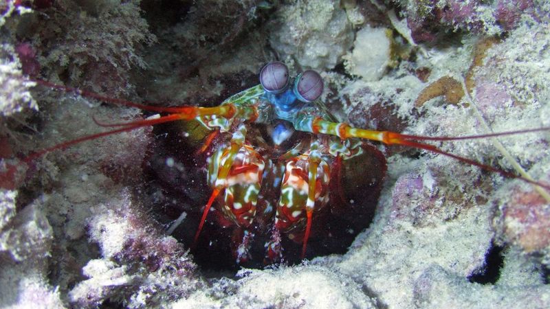 Mantis Shrimp