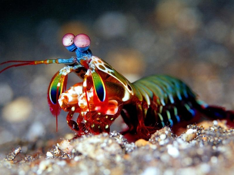 Mantis Shrimp Punch