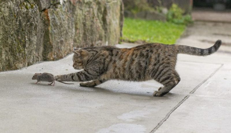 Manx