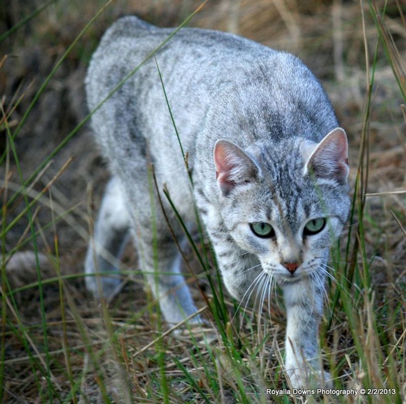 Manx
