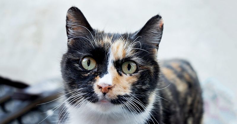 Manx - Willow