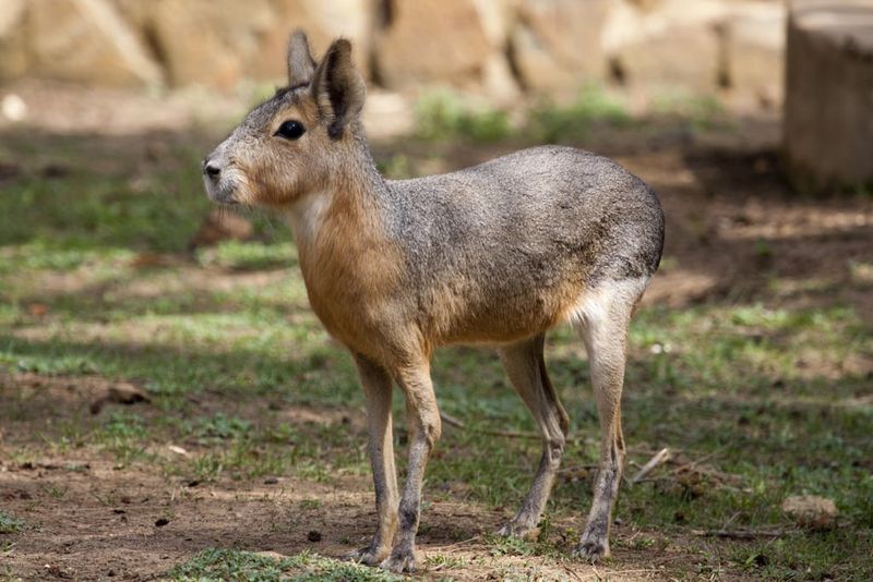 Mara