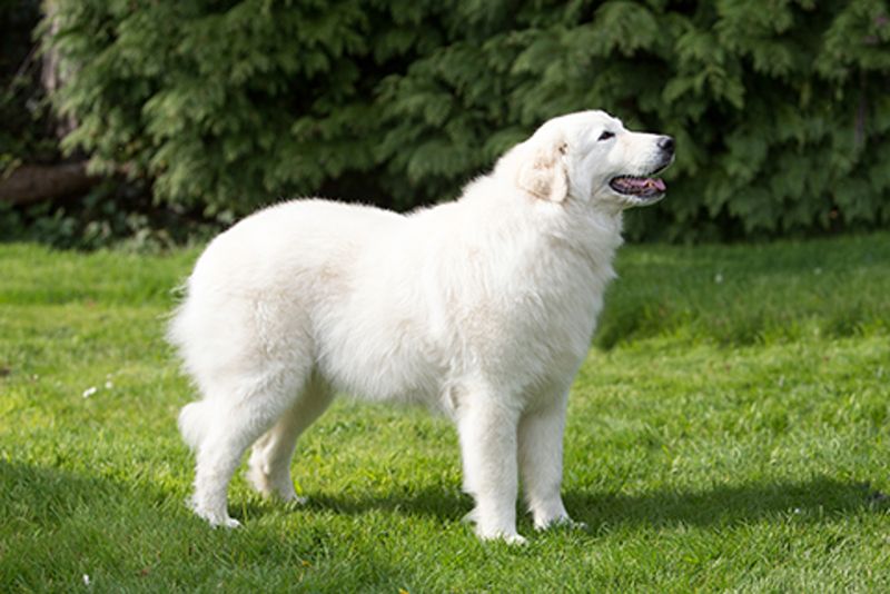 Maremma Sheepdog
