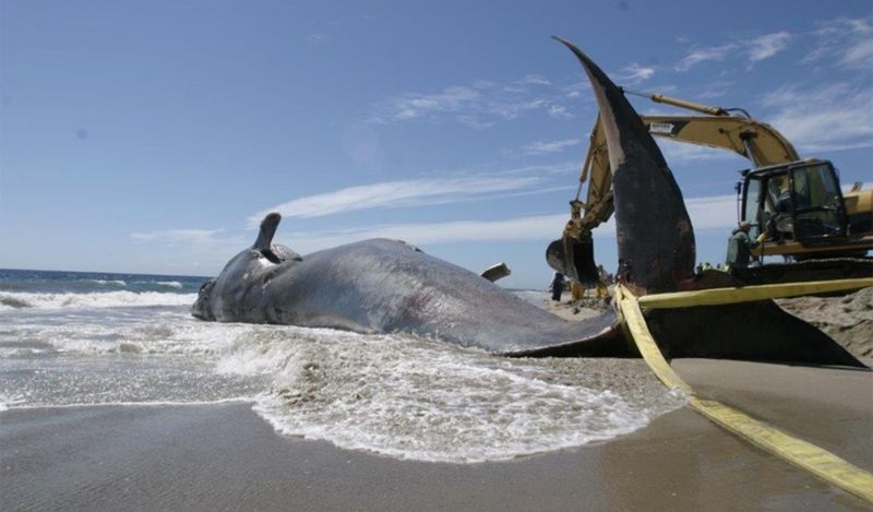 Marine Conservation Efforts