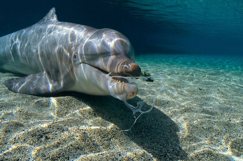 Marine Mammals and Plastic Tools