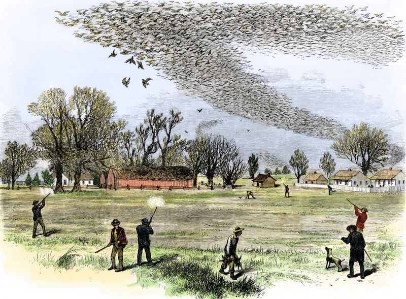 Market Hunting for Passenger Pigeons