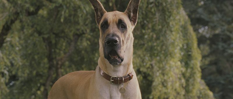 Marmaduke