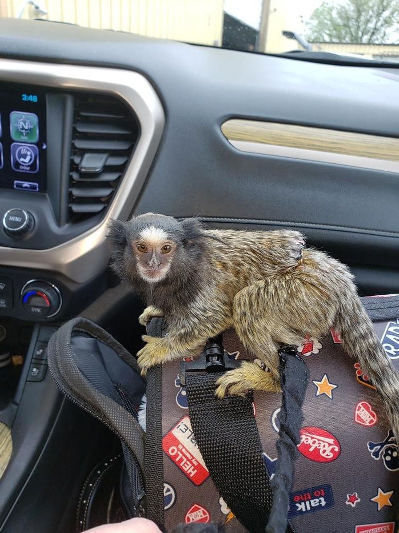 Marmoset