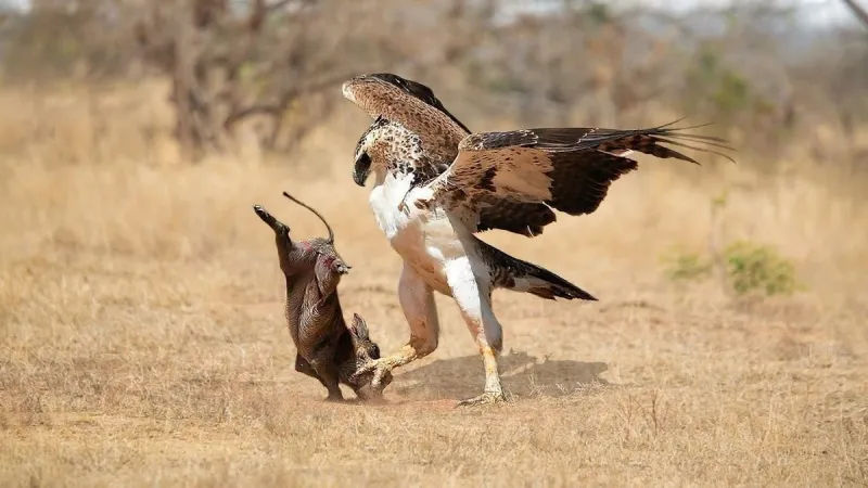 Martial Eagle