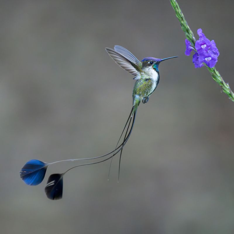 Marvelous Spatuletail