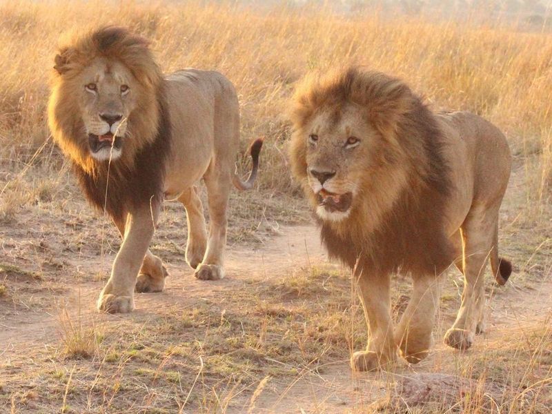 Masai Lion