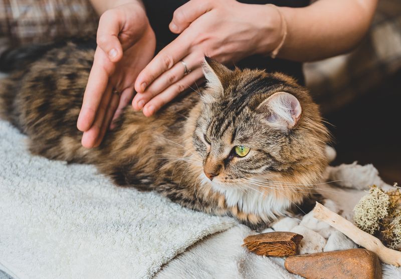 Massage Therapy for Cats