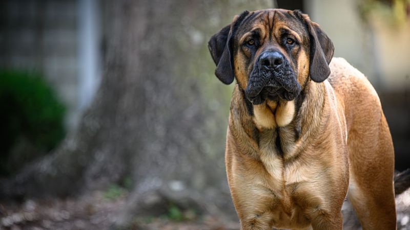 Mastiff
